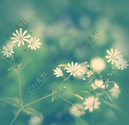 花朵花草背景图片