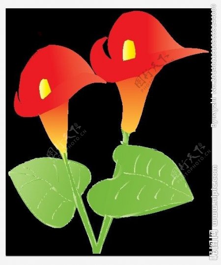 红色马蹄莲矢量花图片
