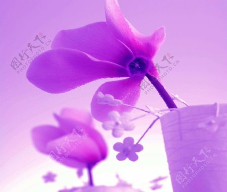 紫色木兰图片