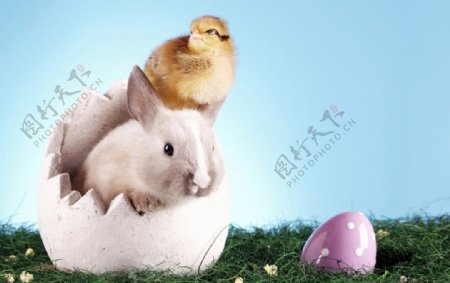复活节彩蛋白兔小鸭图片