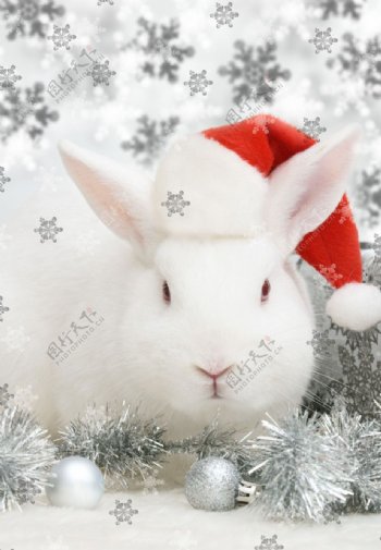 圣诞兔图片