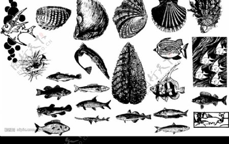 海洋生物396图片