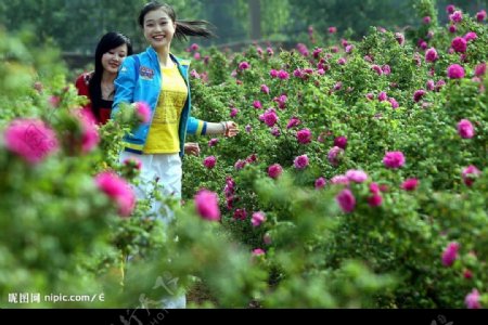 中国玫瑰节采风图片