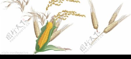 玉米水稻稻谷小麦图片