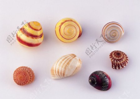 各种各样的贝壳图片