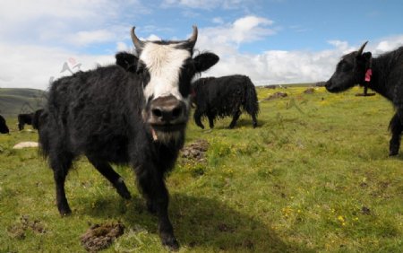 蒙古牛图片