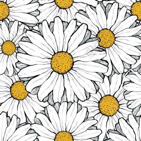 白色太阳菊背景图图片