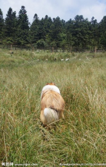 苏格兰牧羊犬图片