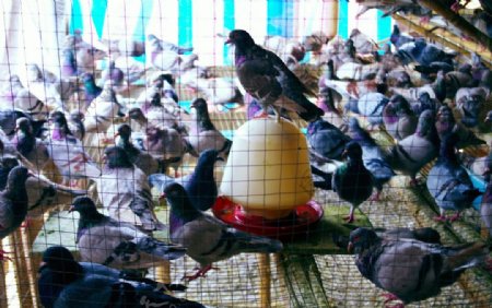 肉鸽养殖场图片