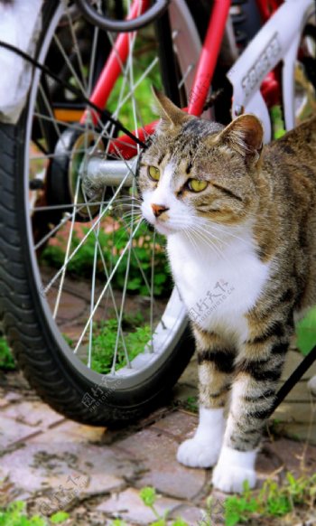 自行车旁的灰猫图片