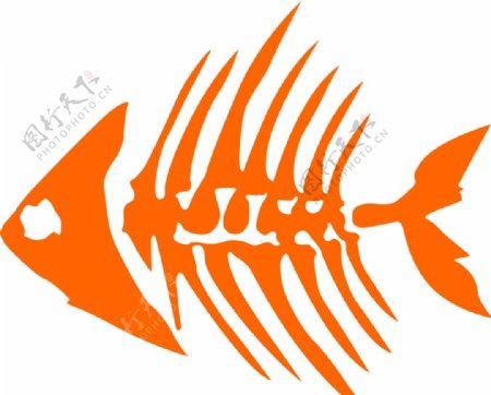 鱼刺鱼骨图片