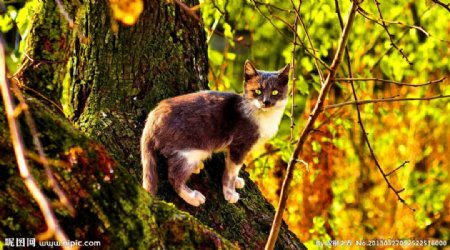 树上站立的猫图片