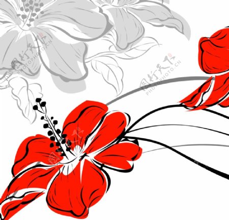 红花插画图片