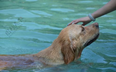 金毛狗游泳图片