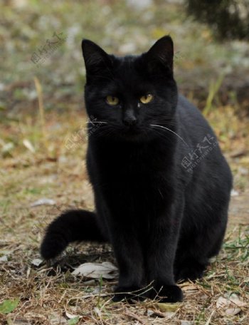 黑野猫图片