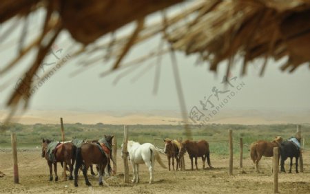 沙漠中的马图片