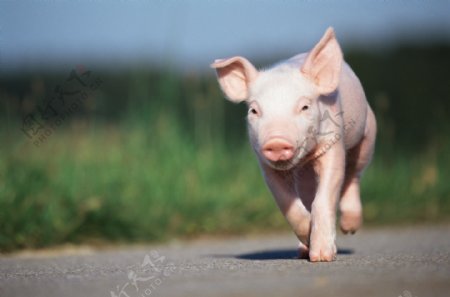 奔跑的小猪图片