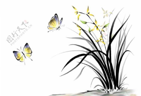 兰花蝴蝶图片