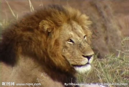 狮子活动视频频素材
