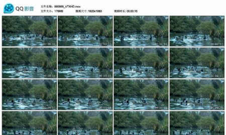河流中的野鸭子高清实拍视频素材