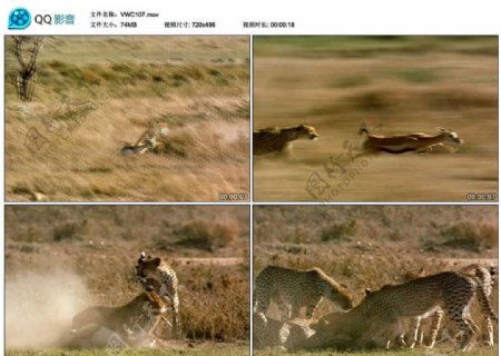 猎豹捕食视频实拍素材