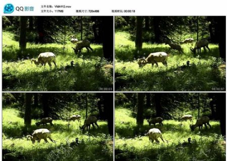 森林中羚羊视频实拍素材