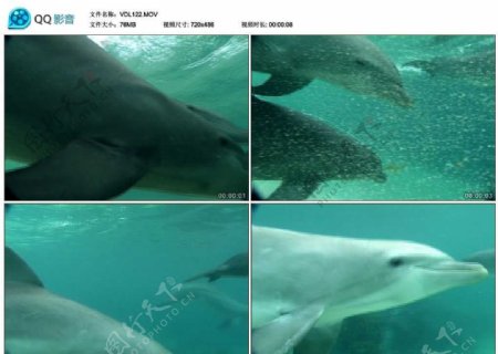 深海海豚