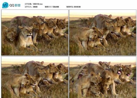 狮子狮群视频实拍素材
