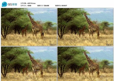 非洲野生长颈鹿视频实拍素材