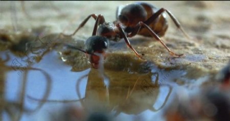 蚂蚁喝水