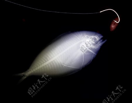 上钩的鱼X光照图片