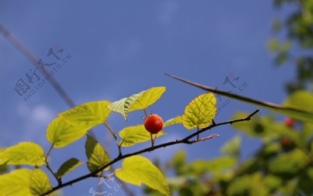 树莓与叶图片
