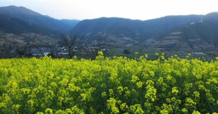 油菜花图片