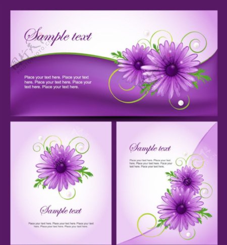 紫色菊花花卡图片