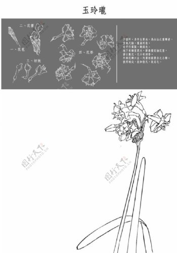 中国风花卉玉玲瓏图片