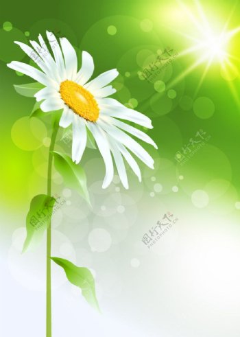 阳光下的太阳菊花鲜花花卡图片
