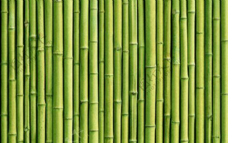 绿竹图片