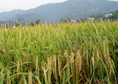 大田水稻种图片