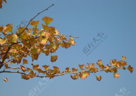 秋天里的银杏叶图片