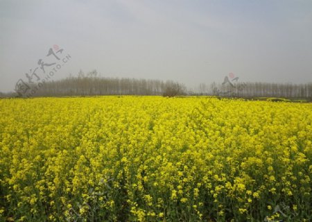 家乡油菜花图片