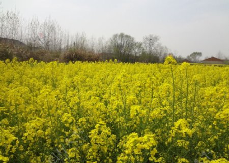 家乡油菜花图片