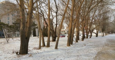 冬天雪后的杨树图片