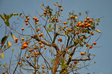广东龙川农村柿子树图片