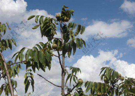 核桃树图片