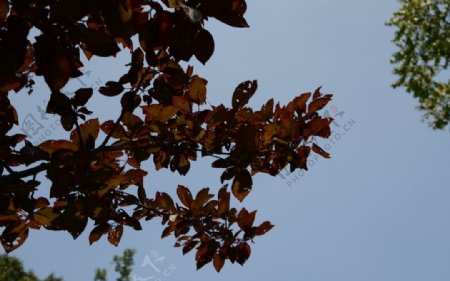 秋叶红枫叶秋景栖图片