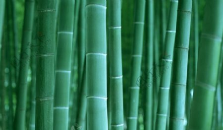 竹子高清图片