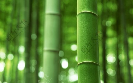竹子高清图片