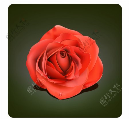带水珠的大红玫瑰花矢量图片
