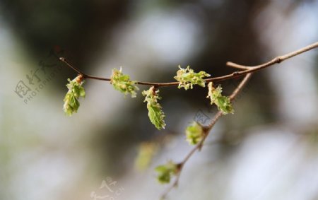 花与叶图片