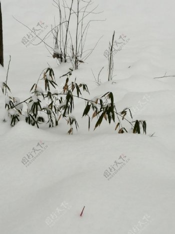 雪地竹子图片